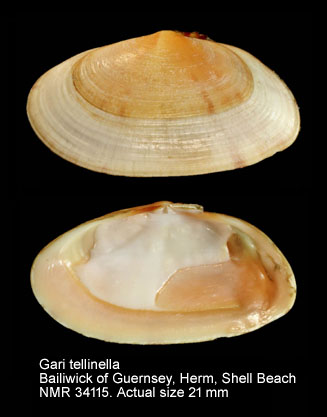 Gari tellinella (4).jpg - Gari tellinella(Lamarck,1818)